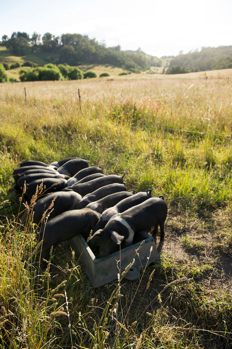 Farm Tour